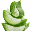 آلوئه ورا Aloe Vera